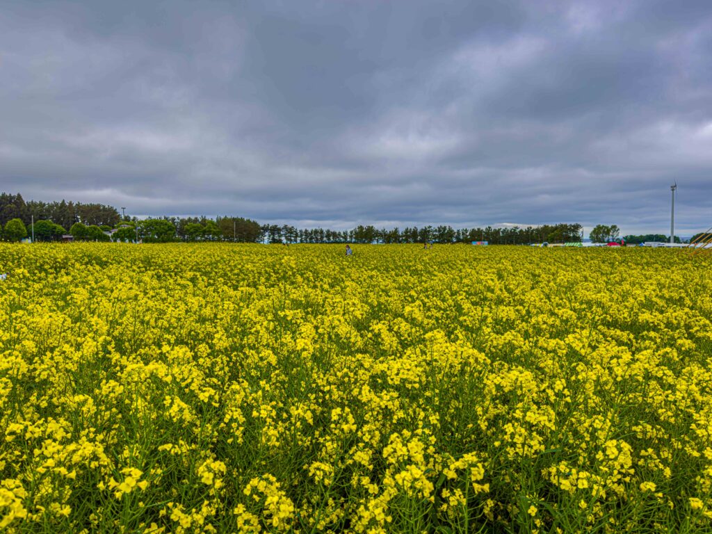 菜の花畑