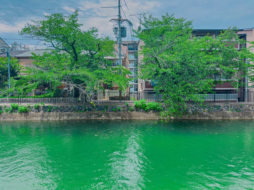 川と対岸の住宅街、緑が生い茂る木々（たまこまーけっと）