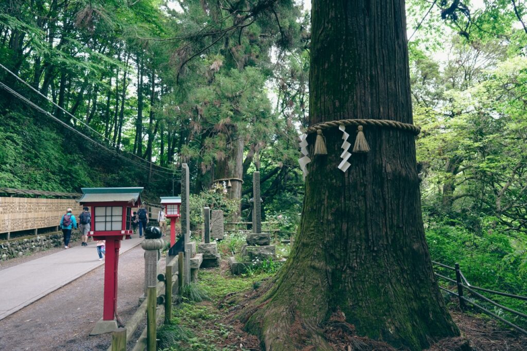 天狗の腰掛け杉（ヤマノススメ）
